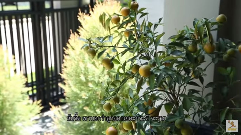 สวนหน้าบ้าน