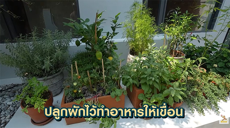 บ้านเขื่อน ภัทรดนัย