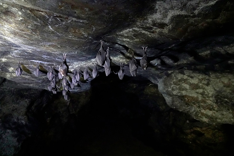 ค้าวคาวผลไม้ ข้อปฏิบัติในการเที่ยวถ้ำ