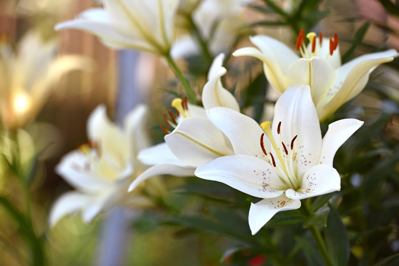 ดอกลิลลี่ 