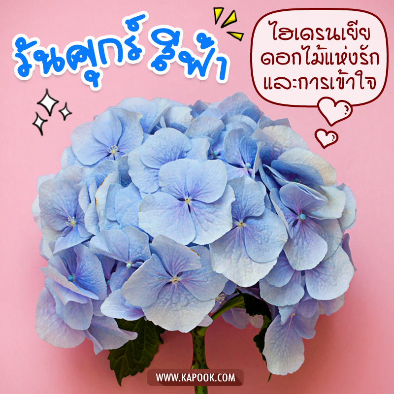 รูปสวัสดีวันศุกร์ ไฮเดรนเยีย ดอกไม้แห่งรักและการเข้าใจ