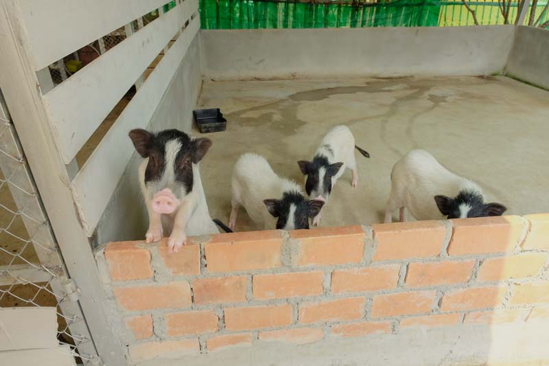 Ganesha Cafe Farm Chiangmai  