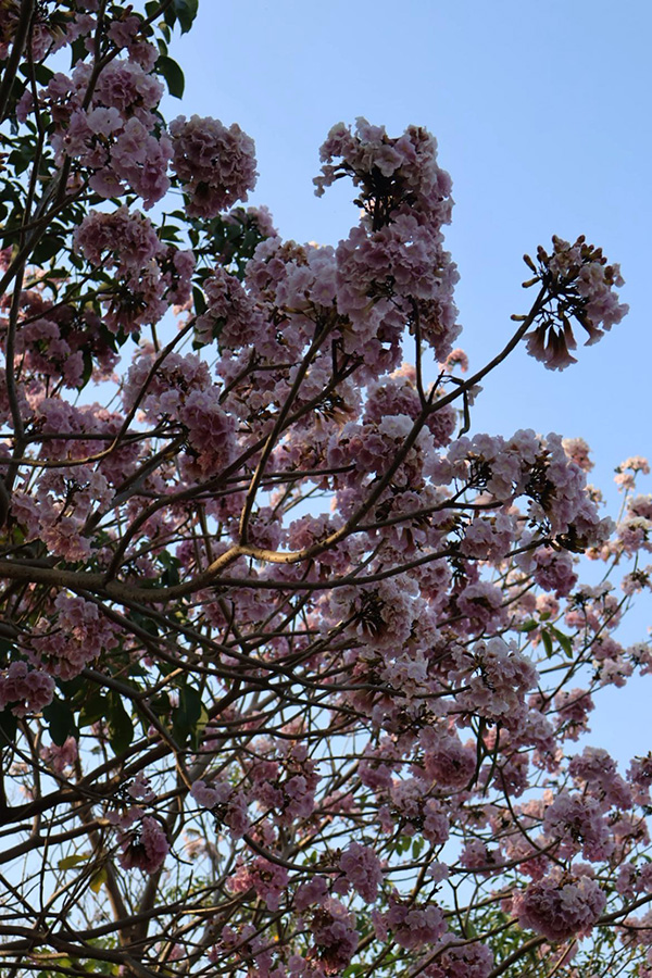 ชมพูพันธุ์ทิพย์ สวนรถไฟ 2569