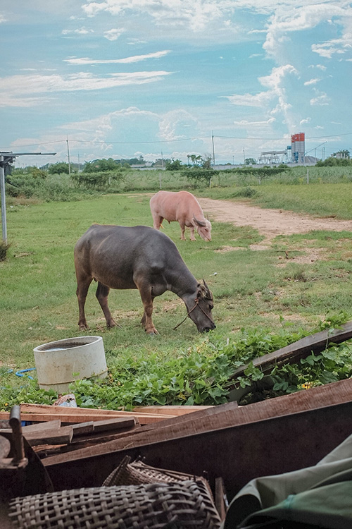 The Ugly Duckling Learning Farm