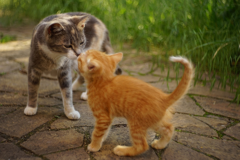 เลี้ยงแมว