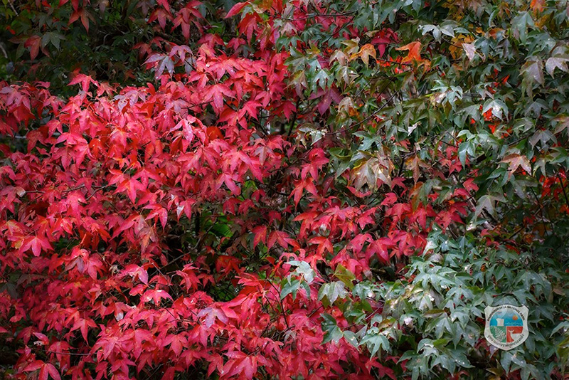 ใบเมเปิล ก่วมแดง 2568 อุทยานแห่งชาติภูหินร่องกล้า