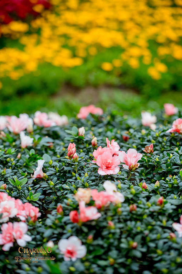 Charming Chiang Mai Flower Festival 2026