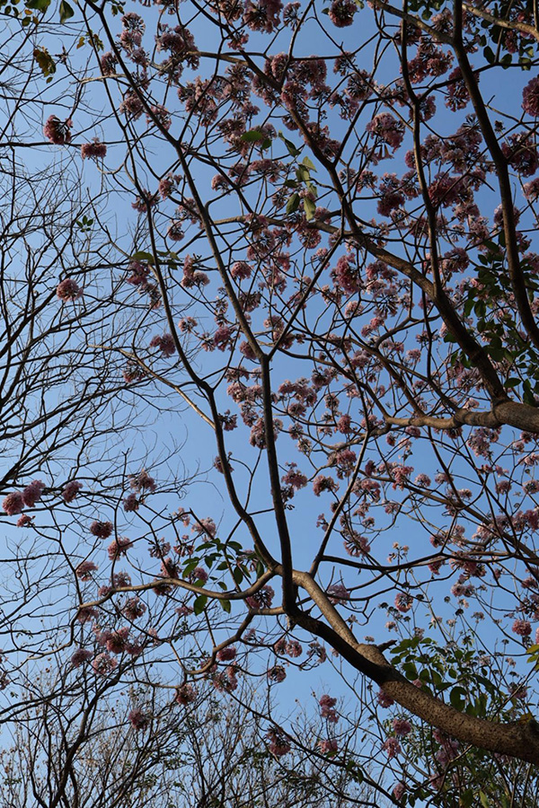 ชมพูพันธุ์ทิพย์ สวนรถไฟ 2569