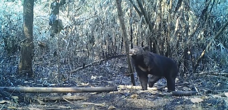 ไฟไหม้ป่า