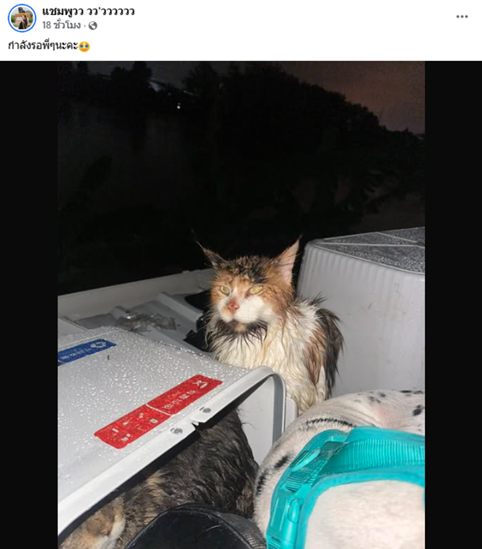เจ้าของติดบนหลังคา พร้อมหมา-แมว กว่า 20 ชีวิต คนห่วงหลังเงียบหาย