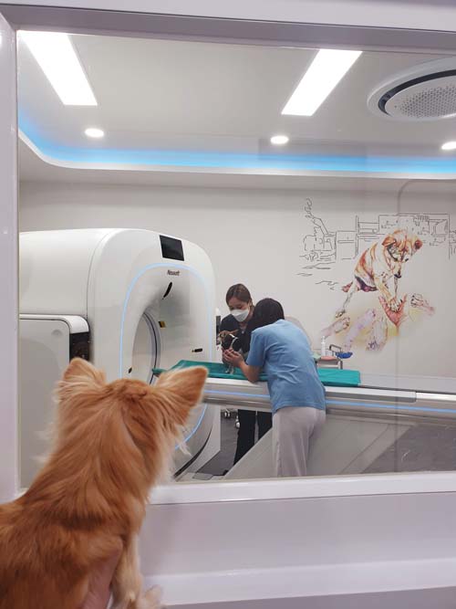 รีวิวทำ CT Scan สุนัข