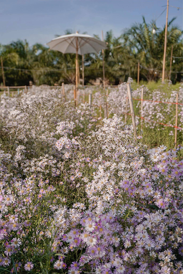 สวนดอกไม้ลุงชัย ราชบุรี