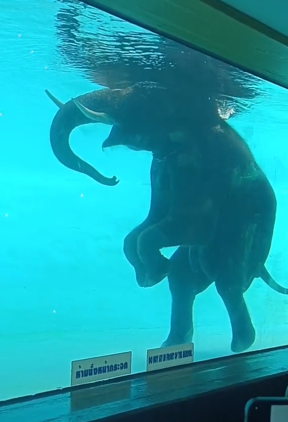 ช้างว่ายน้ำ