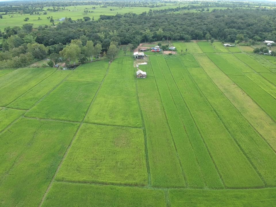 สร้างบ้านกลางทุ่งนา