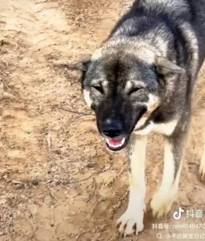 สาวแต่งงานย้ายที่อยู่ใหม่ สุนัขบ้านเกิดคิดถึง เดินไกลไปหา 10 กม.