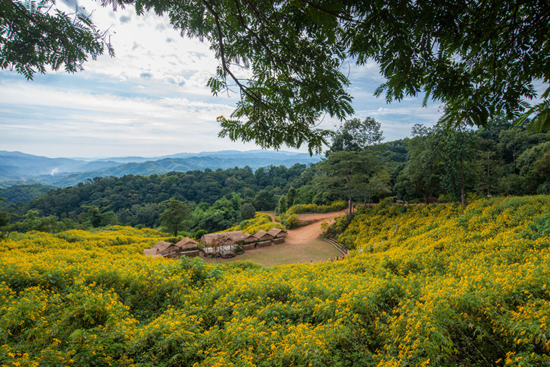 ทุ่งดอกบัวตอง 2568 ทุ่งดอกบัวตอง ดอยหัวแม่คำ