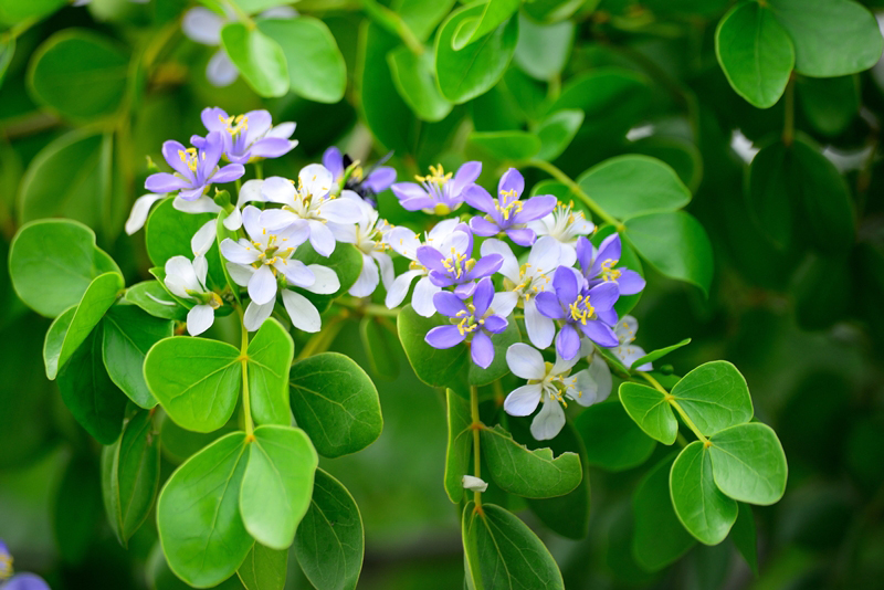 ดอกแก้วเจ้าจอม