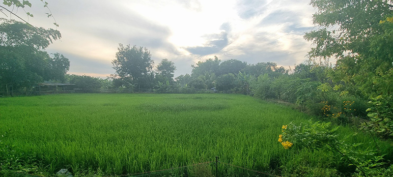 แกงเผ็ดหน่อไม้สด ซี่โครงหมูตุ๋น