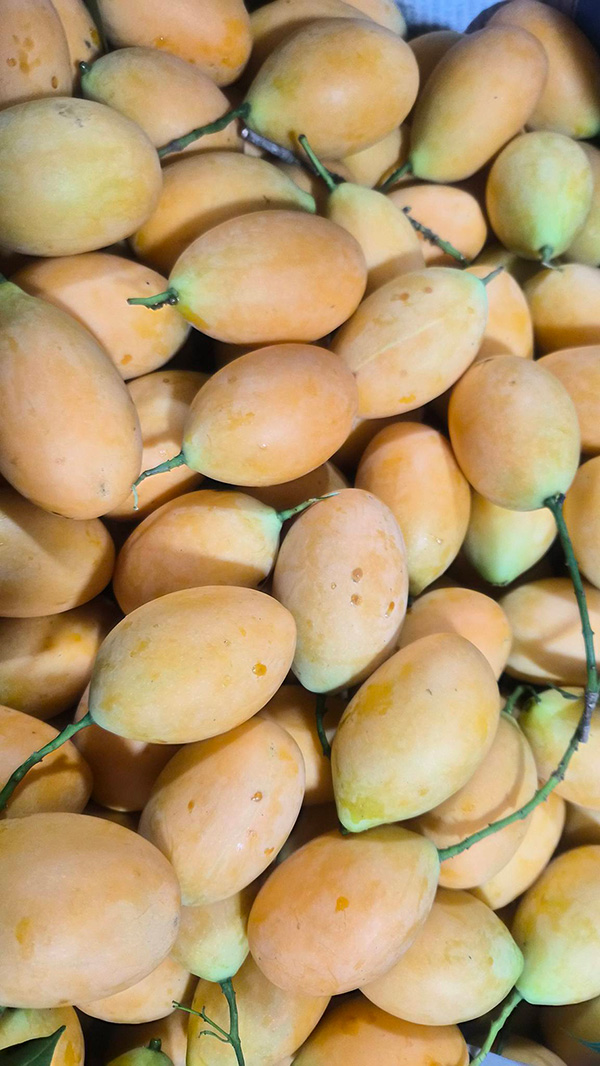 มะยงชิด สวนชั้นหนึ่ง สวนมะยงชิด 2569