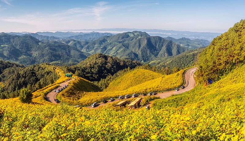 ทุ่งดอกบัวตอง 2568 ทุ่งดอกบัวตอง ดอยแม่อูคอ