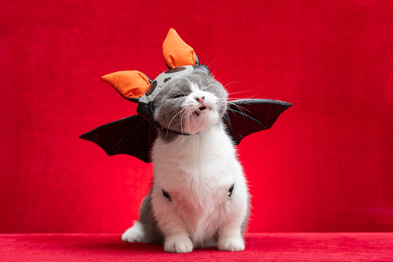 แมว ฮาโลวีน