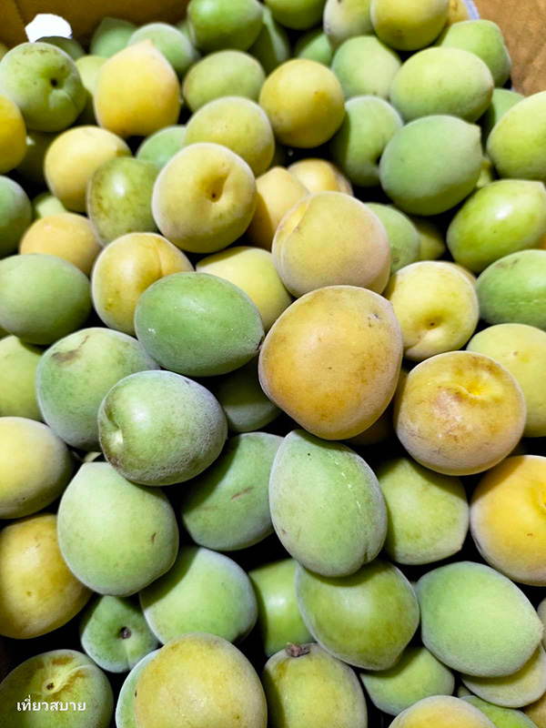 ไซรัปบ๊วย วิธีทำ Ume Syrup สูตรเครื่องดื่ม