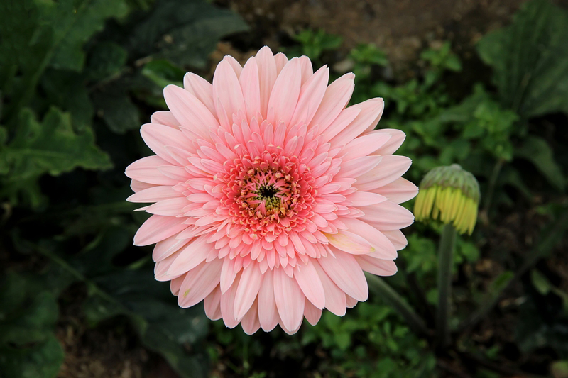 ดอกเยอบีร่า 