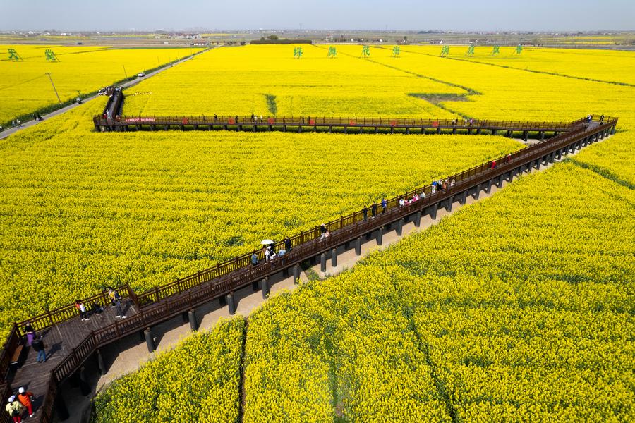 ทุ่งดอกผักกาดก้านขาว