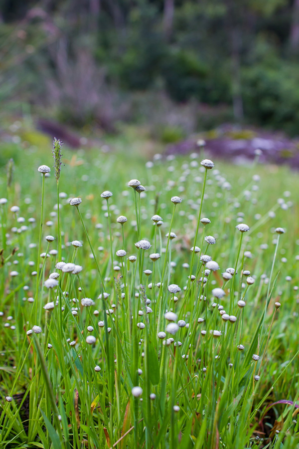 บุปผาราชินี มณีเทวา