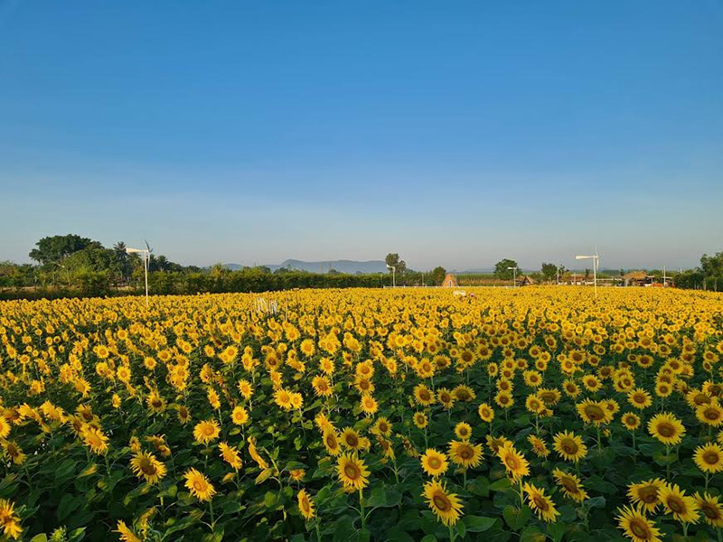 ทุ่งทานตะวัน กาญจนบุรี