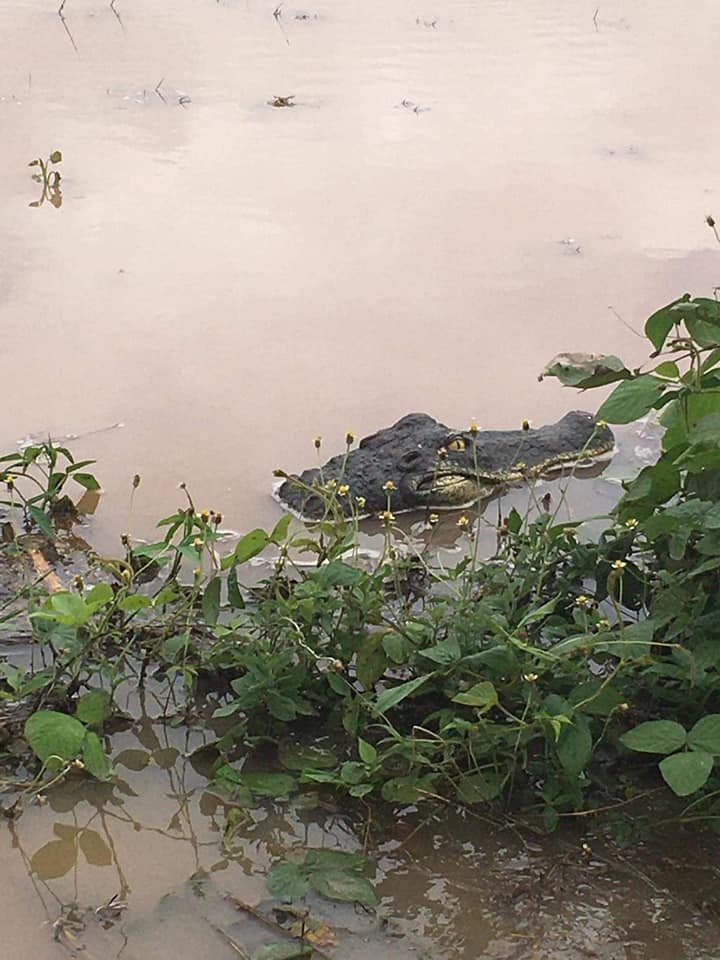 หัวจระเข้