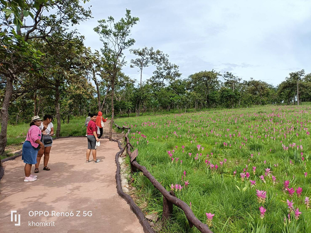 ทุ่งดอกกระเจียว 2566
