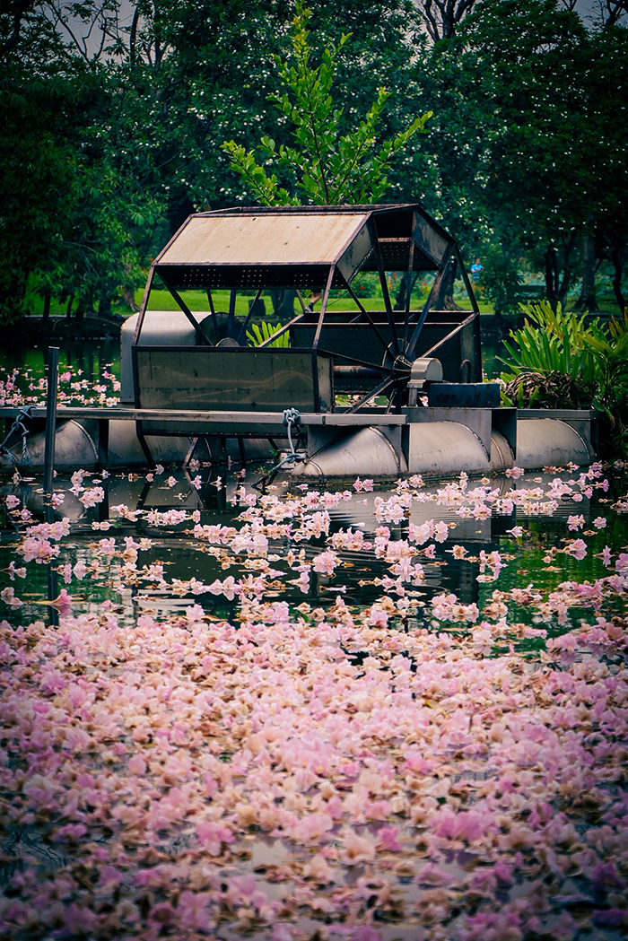 ชมพูพันธุ์ทิพย์ สวนจตุจักร 2569