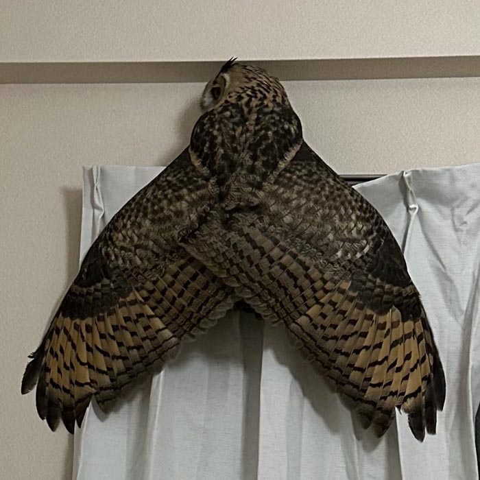 ภาพลวงตา จักจั่นยักษ์