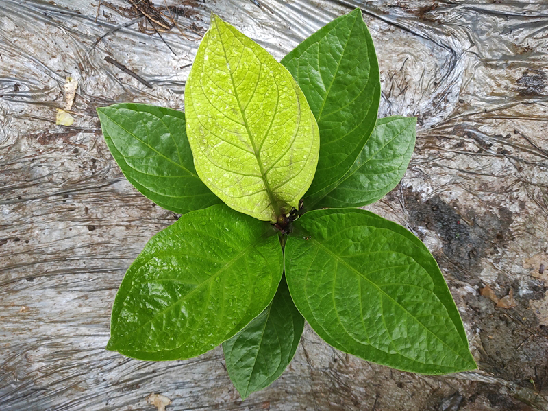 ต้นเศรษฐีเงินหนา