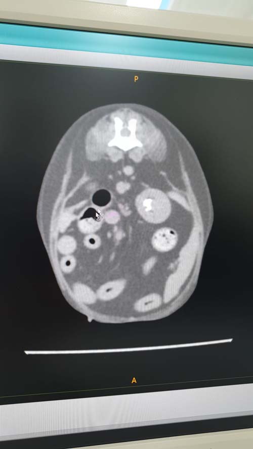 รีวิวทำ CT Scan สุนัข