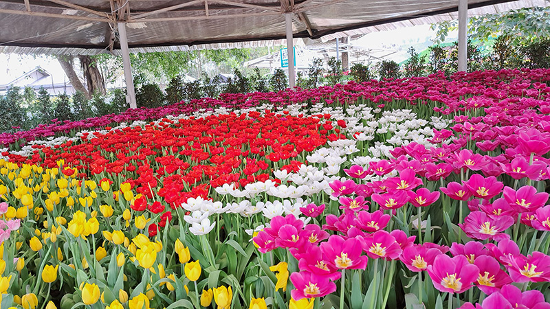 ลานกางเต็นท์อุทัยธานี