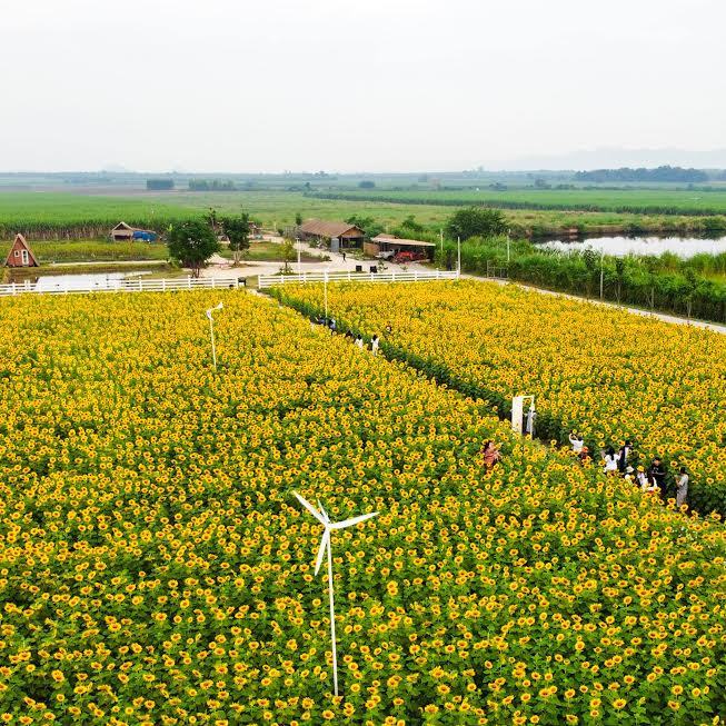 ทุ่งทานตะวัน กาญจนบุรี