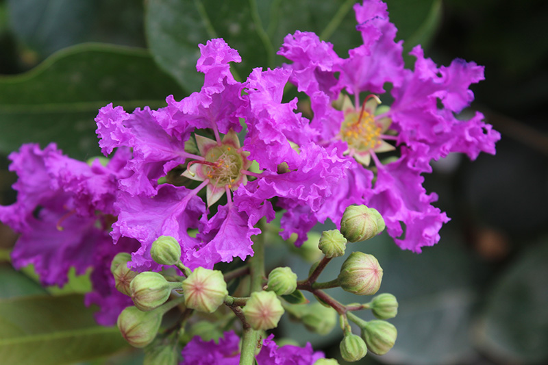 ต้นไม้ดอกสีม่วง ต้นอินทนิล