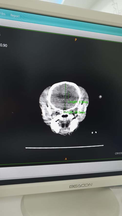 รีวิวทำ CT Scan สุนัข
