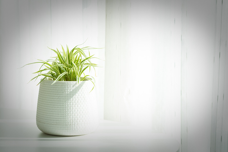 ต้นไม้มงคล วันขึ้นบ้านใหม่ ต้นเศรษฐีเรือนใน