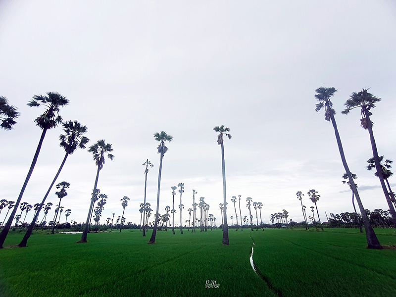 จุดชมวิวดงตาลสามโคก