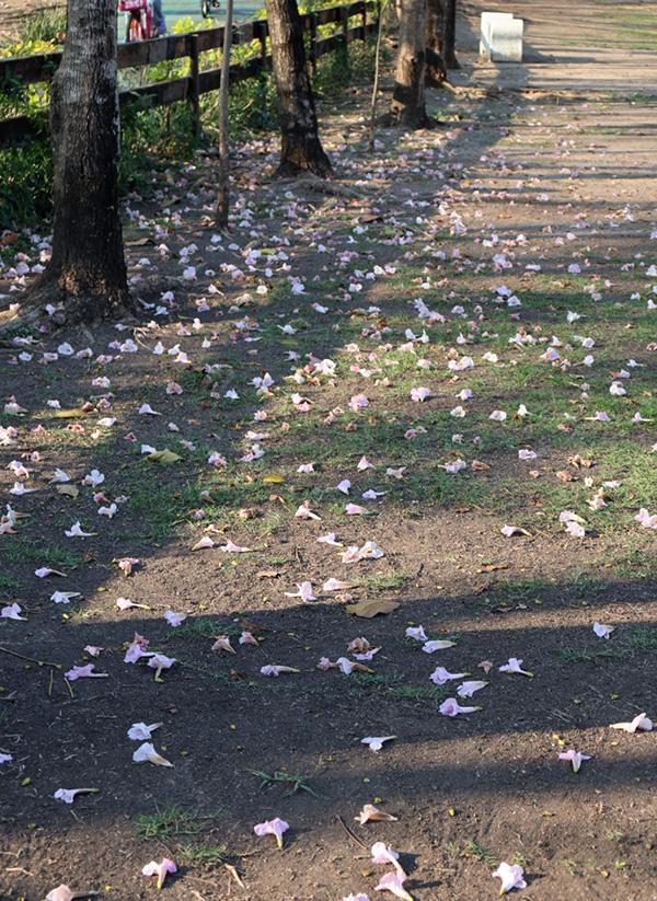 ชมพูพันธุ์ทิพย์ สวนรถไฟ 2569