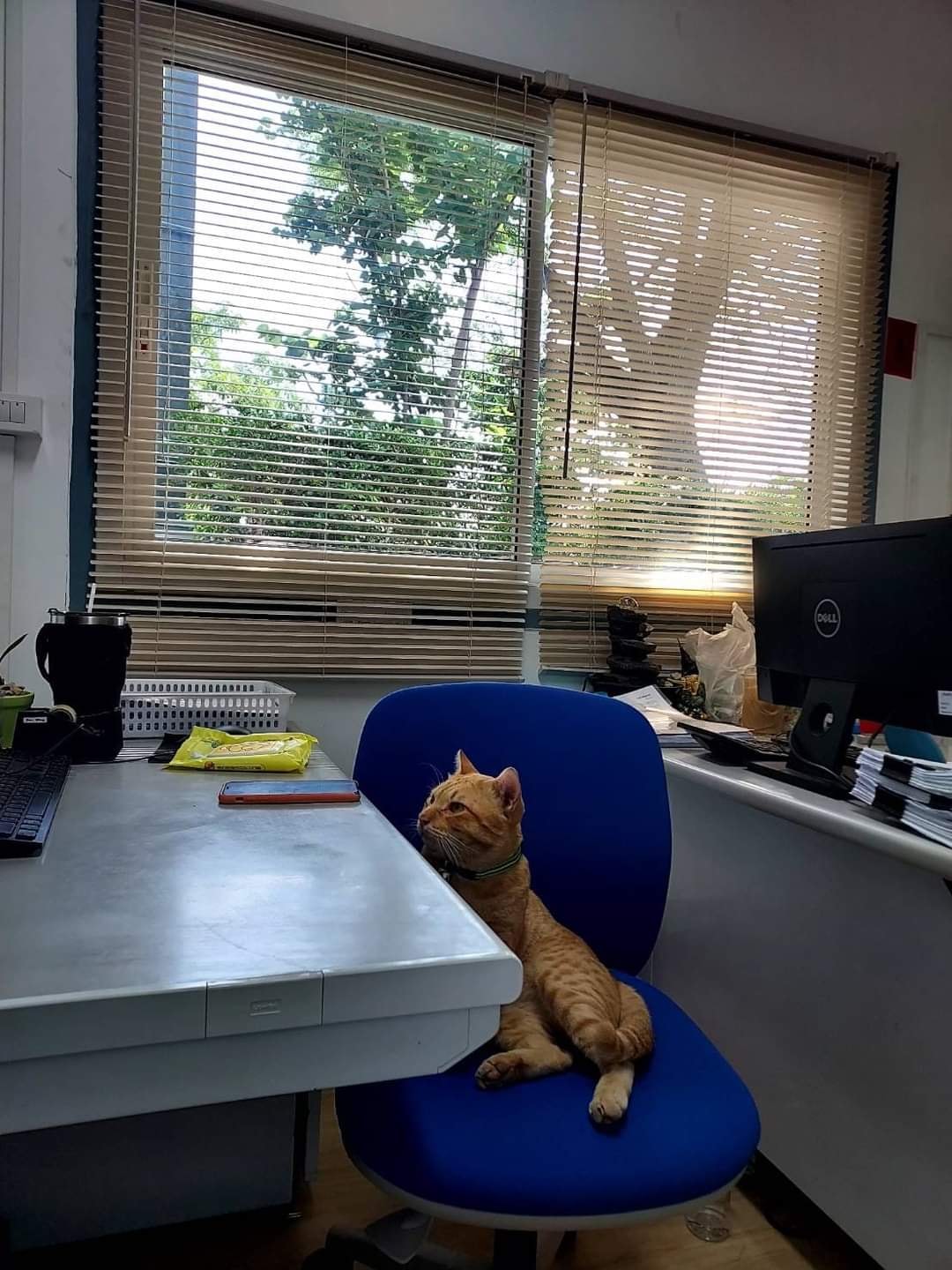 ออฟฟิศแมว
