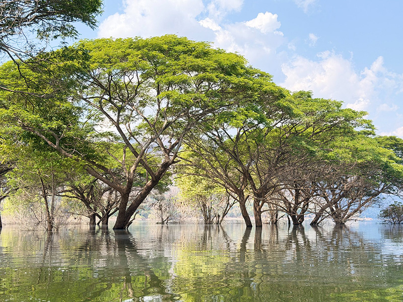 วัดบ้านเก่าจมน้ำ ชมต้นฉำฉากลางน้ำ ลำพูน