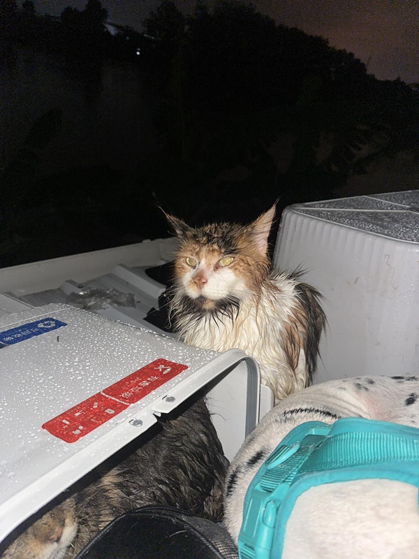 เจ้าของติดบนหลังคา พร้อมหมา-แมว กว่า 20 ชีวิต คนห่วงหลังเงียบหาย