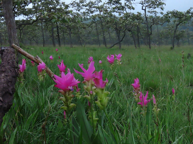 ดอกกระเจียว