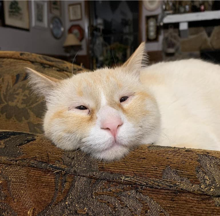 แมวตาตี๋