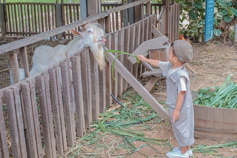 The Ugly Duckling Learning Farm