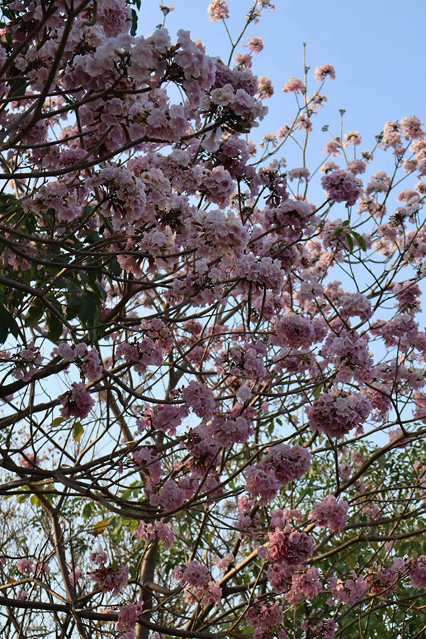 ชมพูพันธุ์ทิพย์ สวนรถไฟ 2569